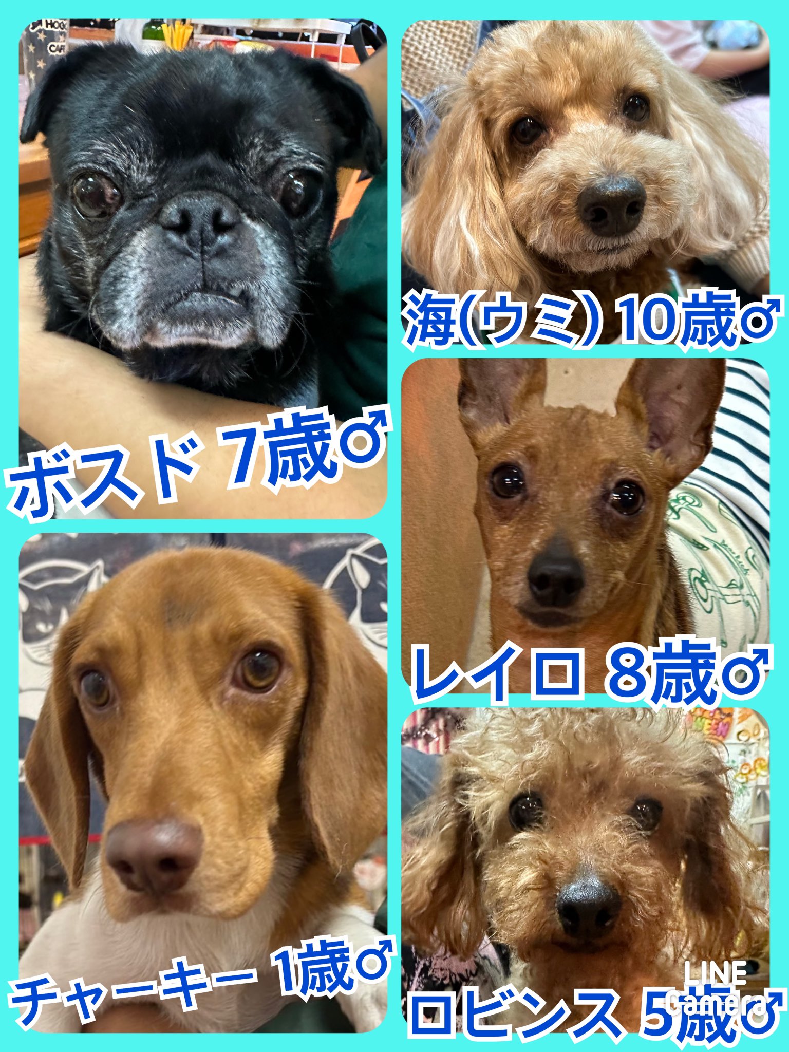 🐾今日の里親様募集中ワンコ🐶メンバーです🐾2023,10,4【保護犬カフェ天神橋店】